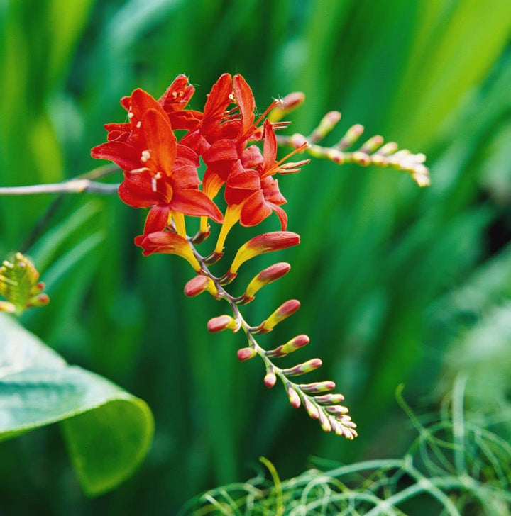 Crocosmia Flower Seeds for Planting 100