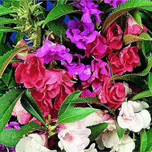 Double Camellia Impatiens Impatiens walleriana Flower Seeds for Planting