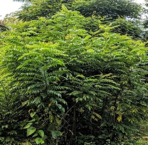 Green Curryleaf - Heirloom, Non - Gmo Seeds