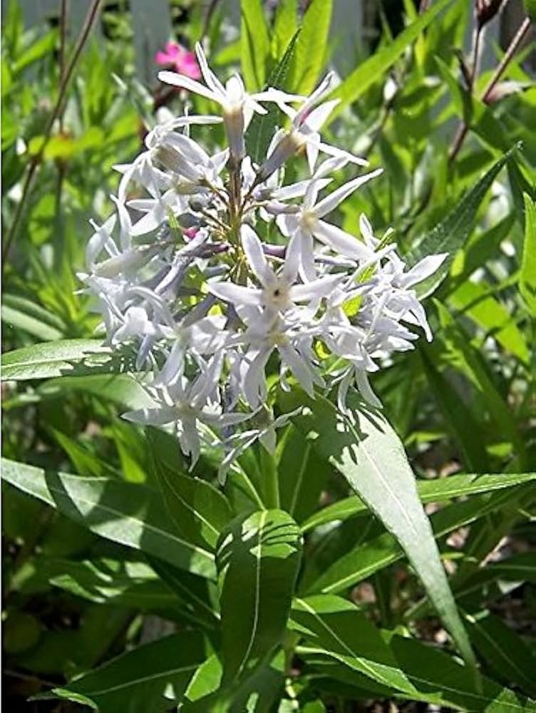 Blue Star Amsonia illustris Seeds for Planting home garden flower border
