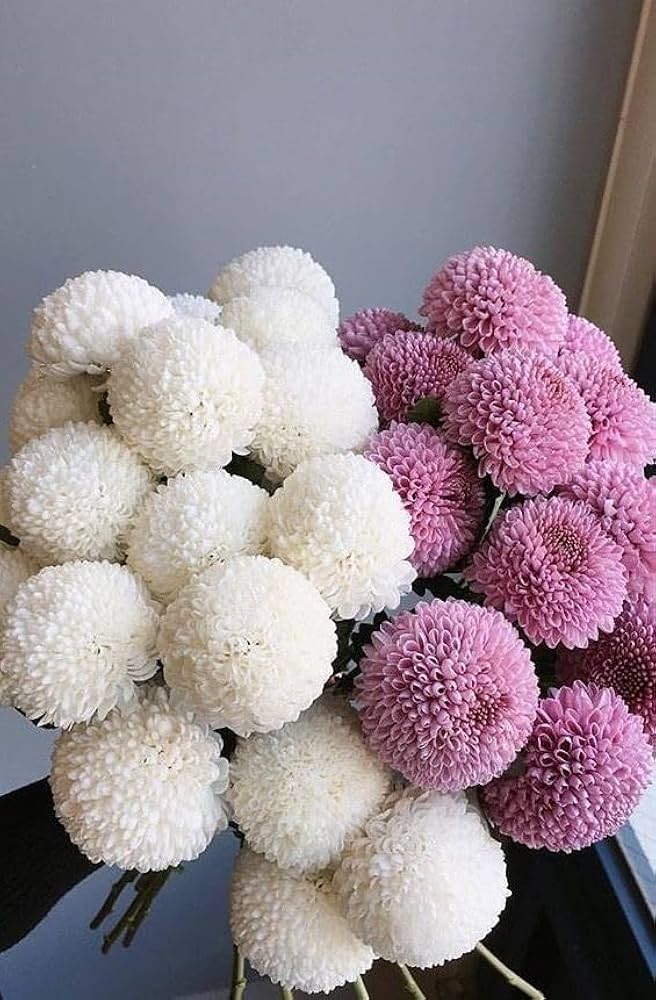 Colorful Chrysanthemum Bonsai Seeds Chrysanthemum spp. for Planting in DIY Garden or Flower Pots