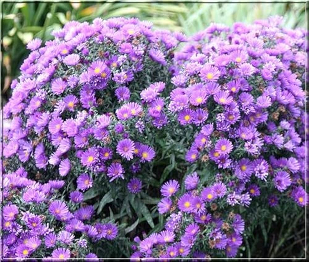 Aster Flower Seeds (Light Purple) – Fresh Seeds for Planting Beautiful Asters