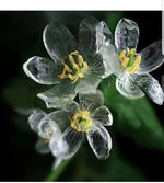 Skeleton Flower Seeds for Garden Planting - NON GMO Seeds Dhara Seeds