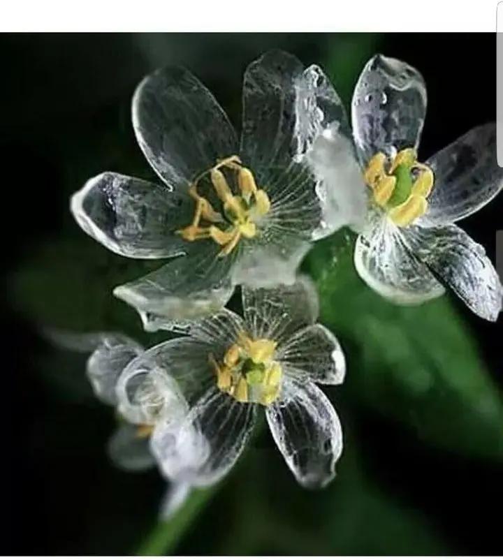 Skeleton Flower Seeds for Garden Planting - NON GMO Seeds Dhara Seeds