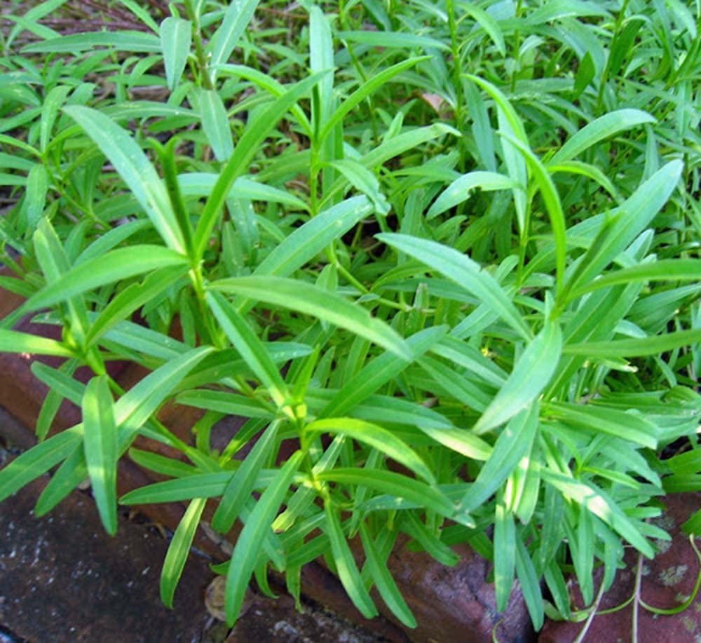 Green Tarragon Herb Plant Seeds for Aromatic and Flavorful Gardens – Fresh Herb for Your Garden