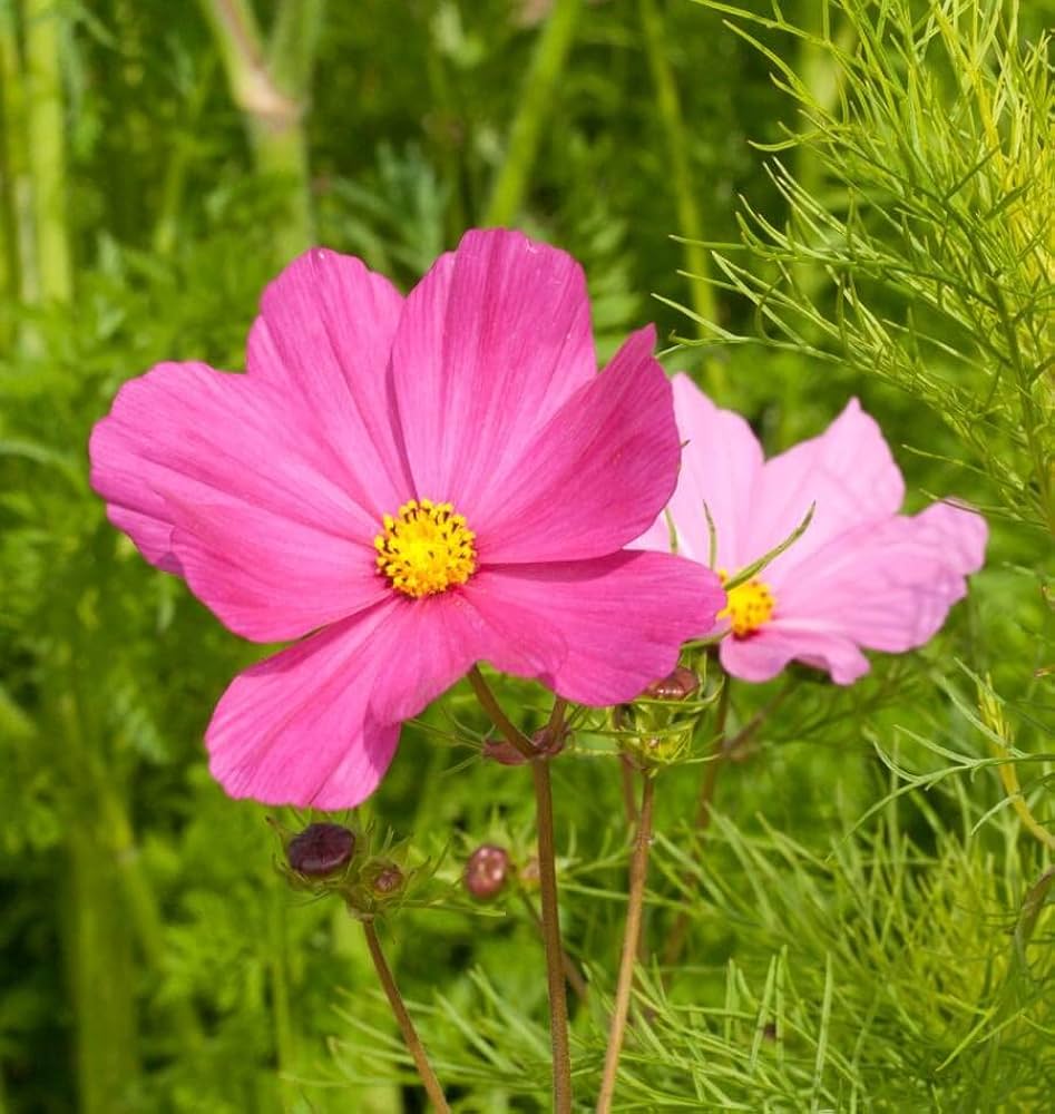 Cosmos Sensation Daydream bipinnatus for garden
