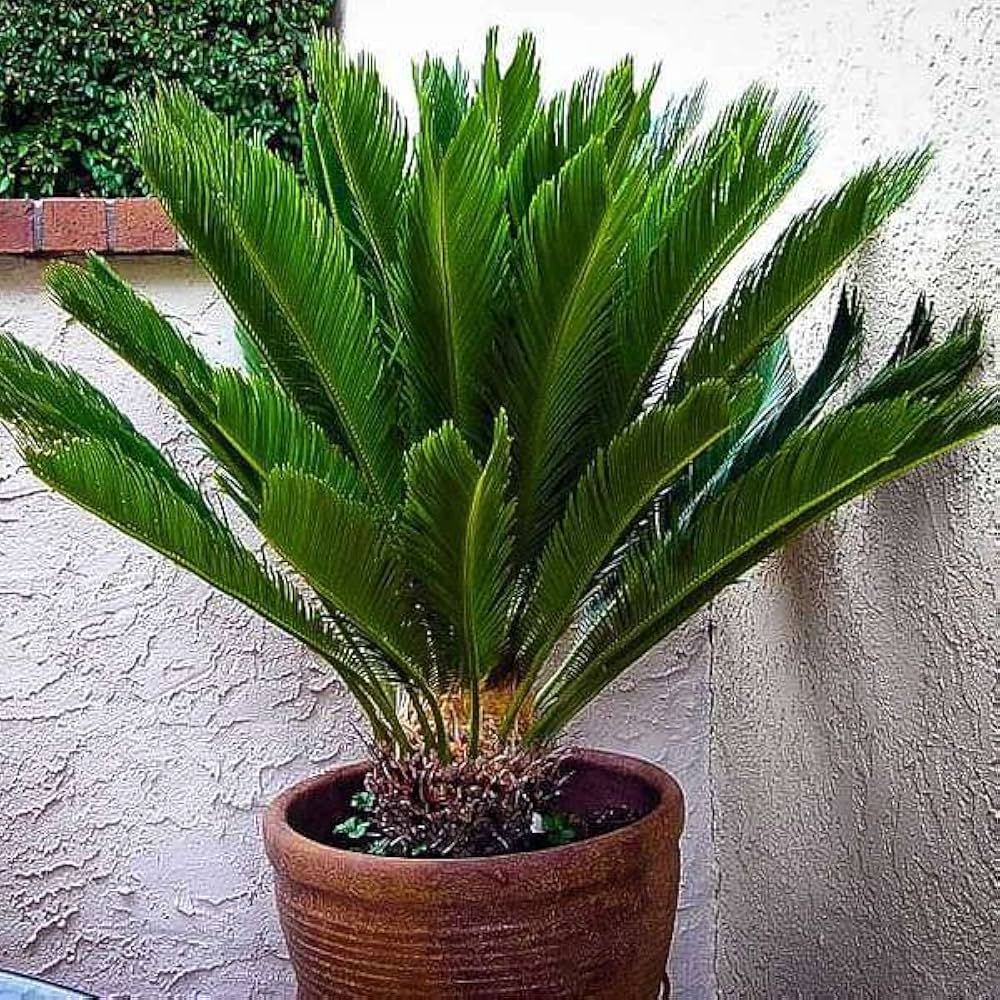 Cycas Plant Seeds for Planting, Brown, 100 seeds for planting in home garden