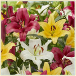 Mixed Di Giglio Flower Seeds for Planting - NON GMO Seeds Dhara Seeds