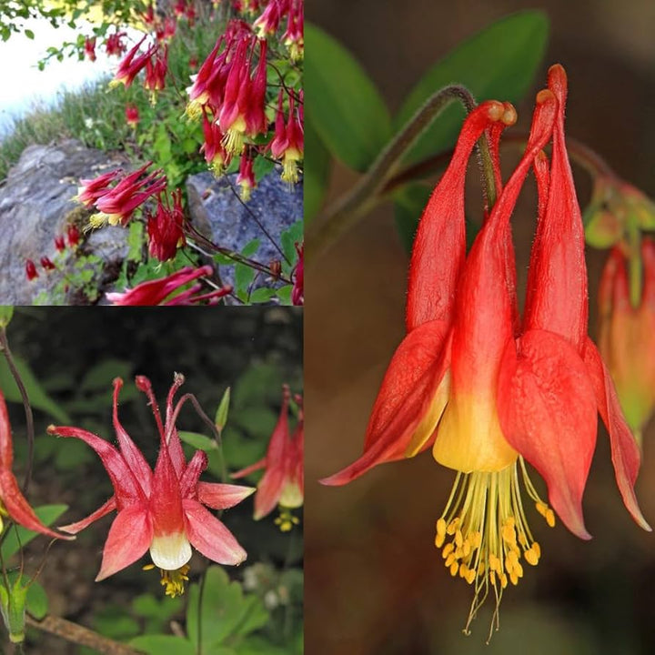 Red Aquilegia Canadensis Flower Seeds for Planting, 100