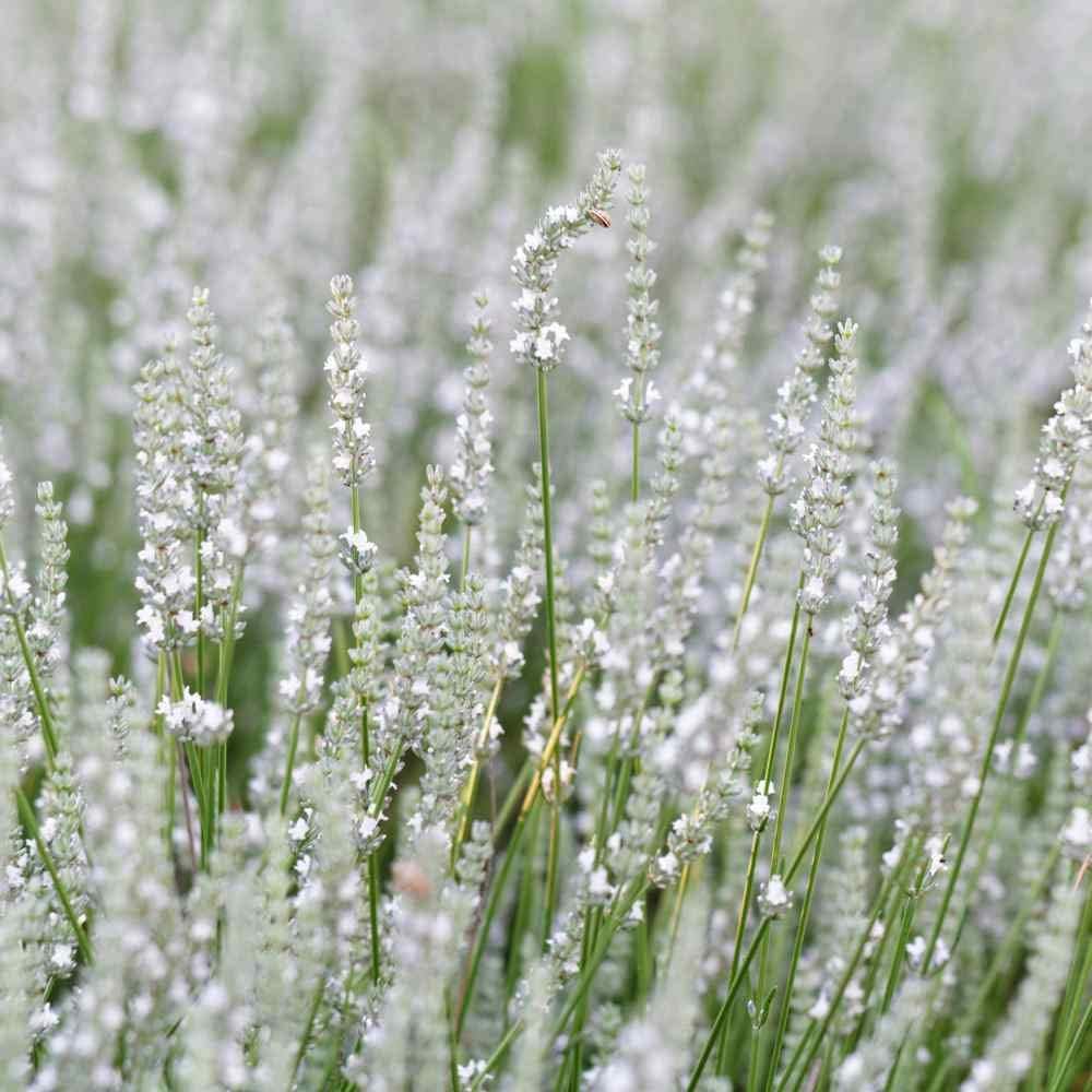 Lavender Flower White Heirloom Non Gmo Image