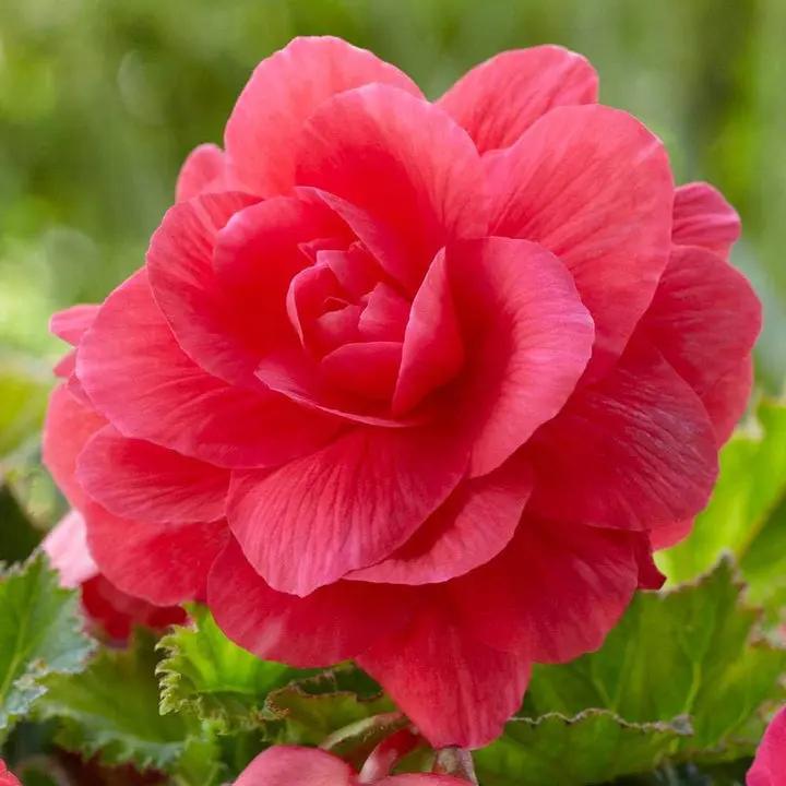 Heirloom Non-GMO Pink Begonia Flower Seeds for Planting – Shade-Loving Ornamental Seeds Dhara Seeds