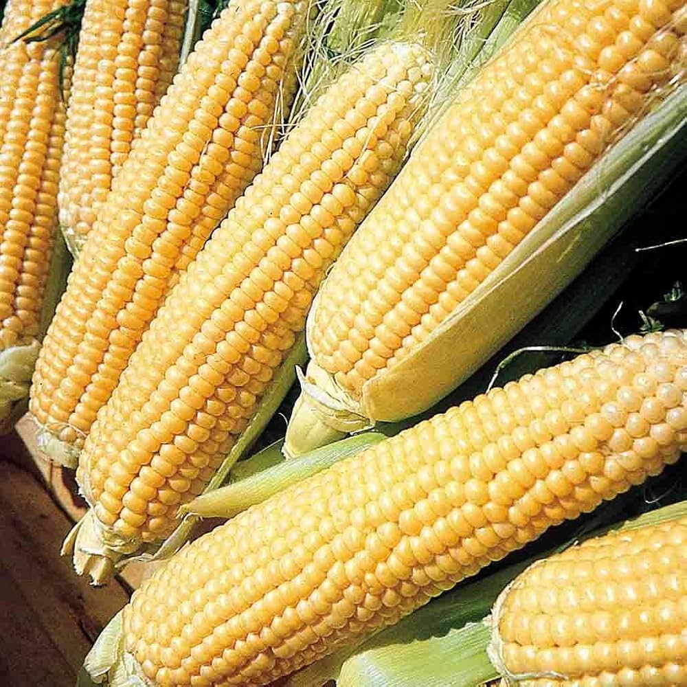 Early Maturity, Strong Lodging Resistance, Long Harvesting Period Sweet Corn – Heirloom, Non-GMO, High Germination Organic Garden Seeds
