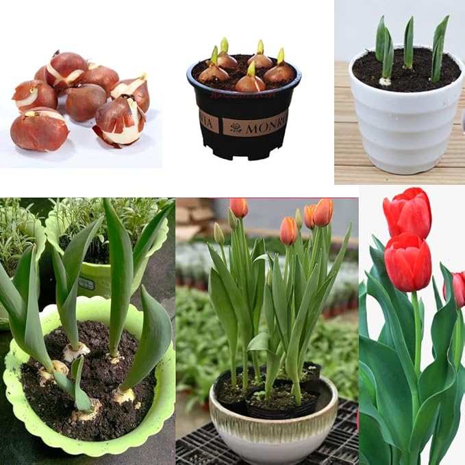 Tulip Bulbs - Perennial Mix