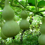 Lagenaria Pumpkin Lagenaria siceraria seeds for planting in vegetable patch