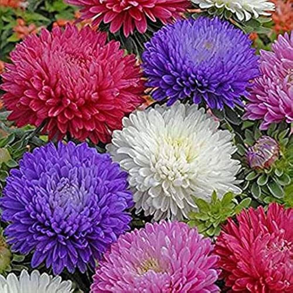 Aster Alpinus Mix flower seeds blooming into charming low-growing perennials in mixed colors like purple, pink, and white