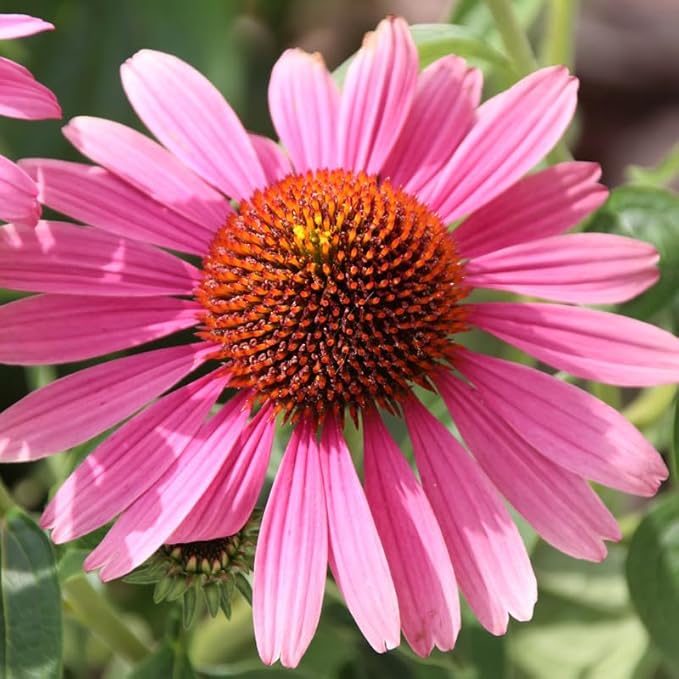 Echinacea Tennesseensis Echinacea tennesseensis Flower Seeds for Planting in Flower Bed