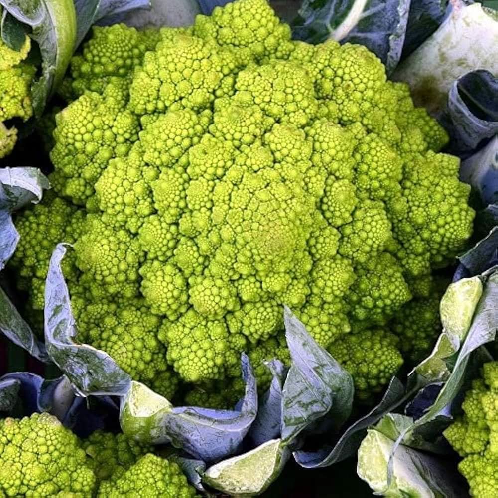 Romanesco Broccoli Vegetable Seeds (Brassica oleracea) Organic Heirloom ...