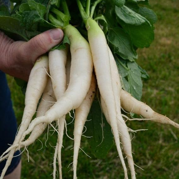 Radish Raphanus Sativus White Icicle Heirloom Vegetable Seeds for Planting – Ideal for Quick Harvest and Garden Beds