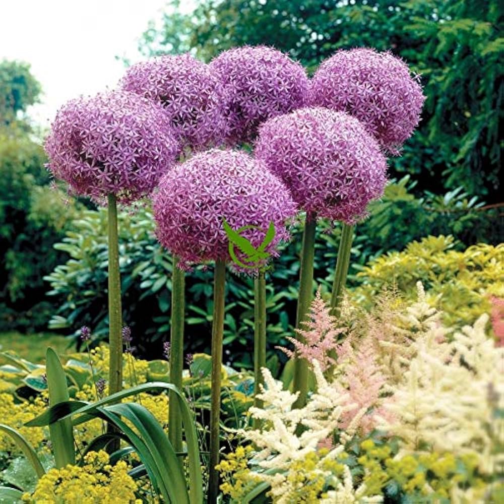 Allium Allium Giganteum Globemaster Flower Seeds for Planting – Perfect for Backyard Landscaping and Garden Borders
