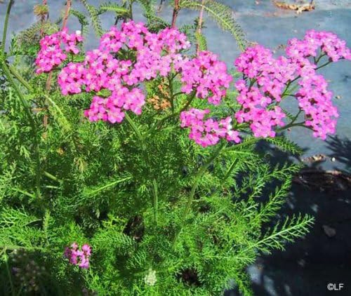 Achillea Cerise Queen Yarrow Flower Seeds for Bright Pink Blooms