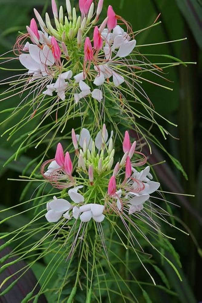 Dwarf Cleome Cleome hassleriana Flower Seeds for Planting in Flower Bed