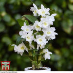 White Dendrobium Flower Seeds for Planting - NON GMO Seeds Dhara Seeds