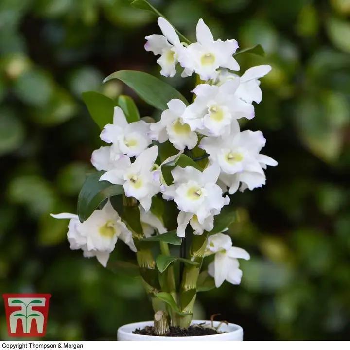 White Dendrobium Flower Seeds for Planting - NON GMO Seeds Dhara Seeds