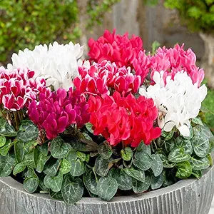 Cyclamen persicum Flower Seeds for Planting – Indoor Pots & Shaded Garden Areas