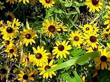 Yellow Rudbeckia Flower Seeds for Planting 100 seeds for planting in home garden