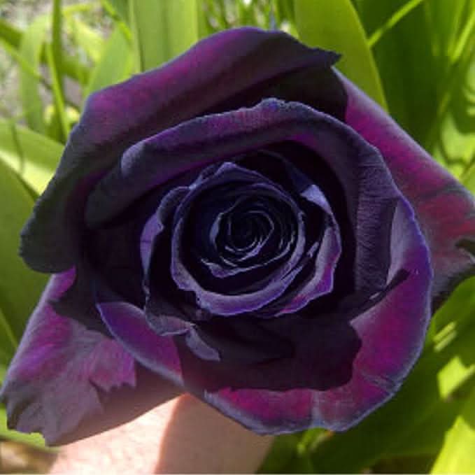 Purple Rose Rare Perennial Flower Seeds for Home Garden