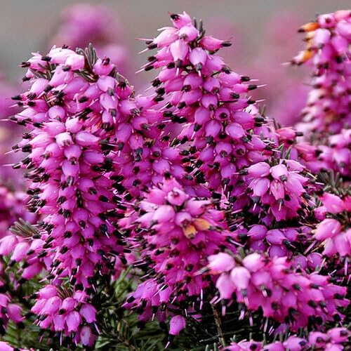 Pink Calluna Flower - Heirloom, Non - Gmo Seeds