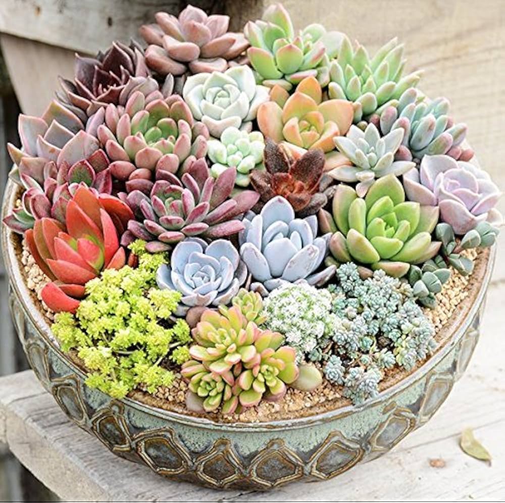 Rare Succulent Bonsai Flower Seeds