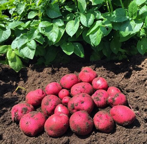 Pink Sweet Potato