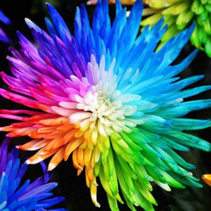 Chrysanthemum Rainbow Mixed Colors Rare Flower Seeds