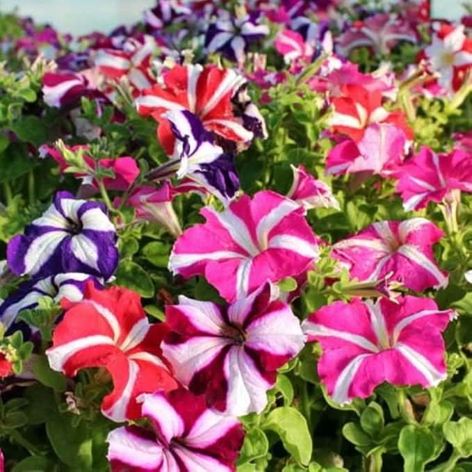 Star Mix Petunia Mixed Colors Garden Flower Seeds