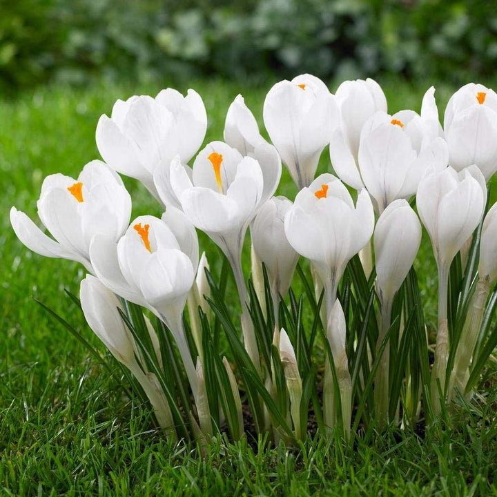 White Crocus Flower Seeds for Planting - 100