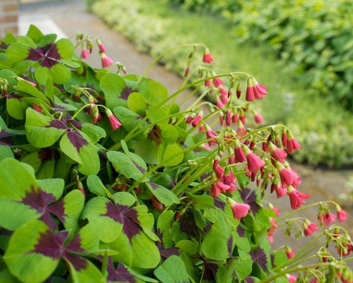 Oxalis Corymbosa Flower Seeds – Heirloom, Non-GMO Seeds for Planting Colorful Garden Blooms