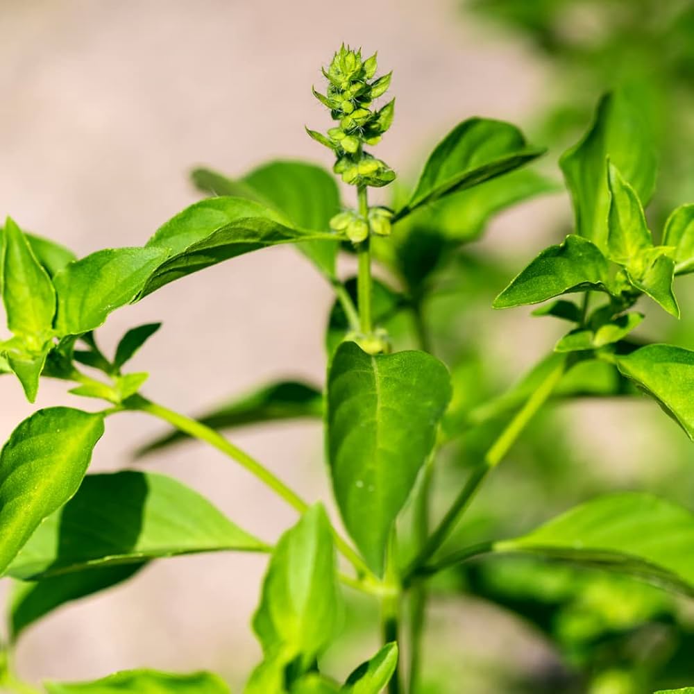 Lemon Basil Seeds for planting in herb garden