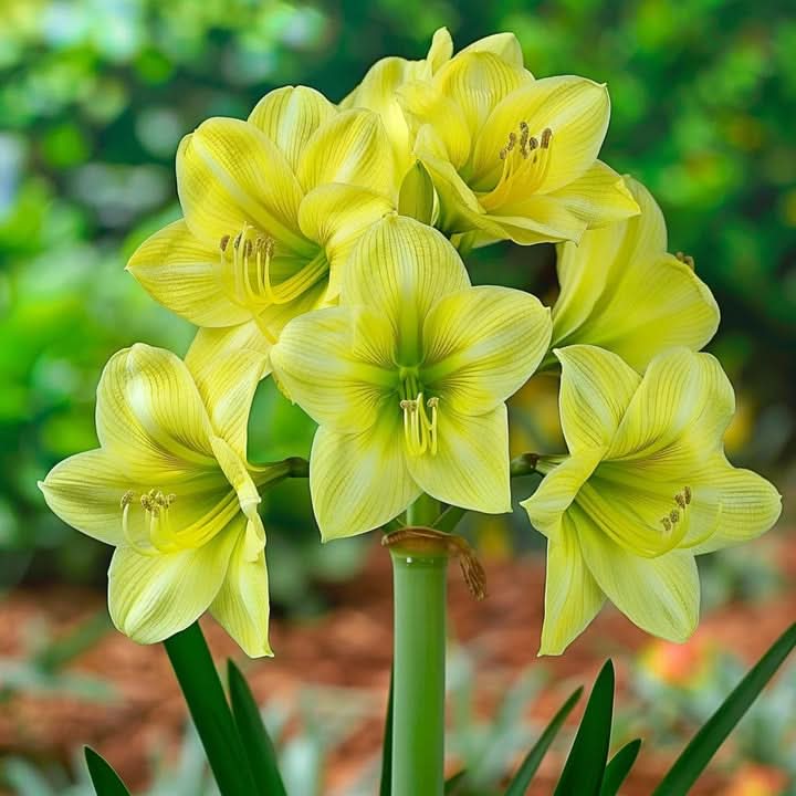 Light Green Amaryllis Flower Seeds – Heirloom, Non-GMO, Elegant Blooms for Garden Planting