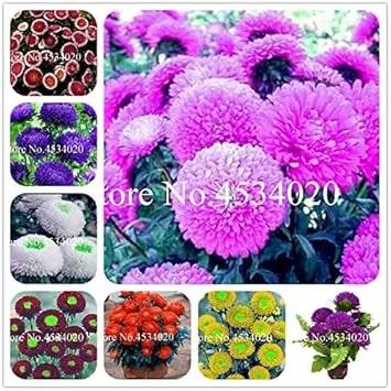 Heirloom Non-GMO Mixed Chinese Aster Flower Seeds for Planting – Vibrant Colorful Garden Blooms Dhara Seeds