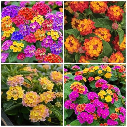 Mixed Lantana Flower - Heirloom, Non - Gmo Seeds
