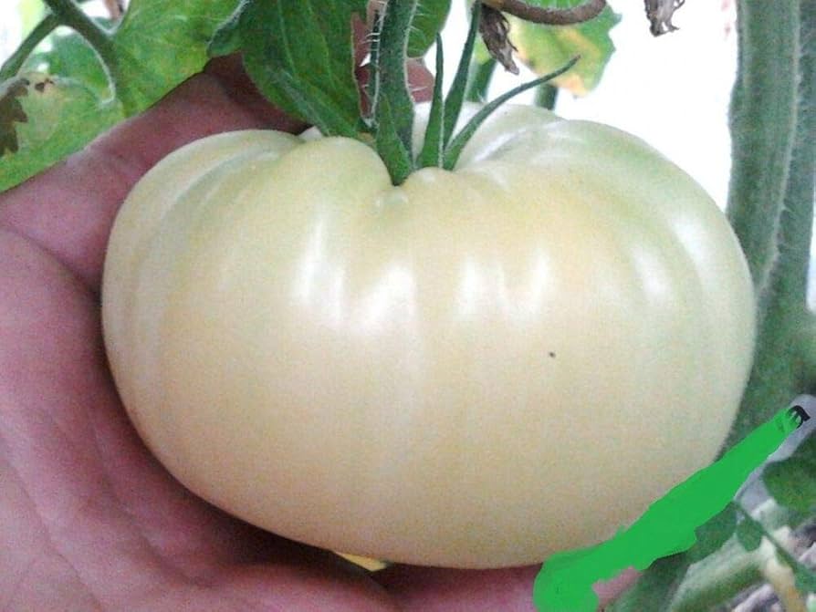 Great White Tomato Heirloom Seeds for Low-Acid Tomatoes