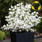 White Racemosa Flower Seeds for Planting - 100 seeds for planting in home garden