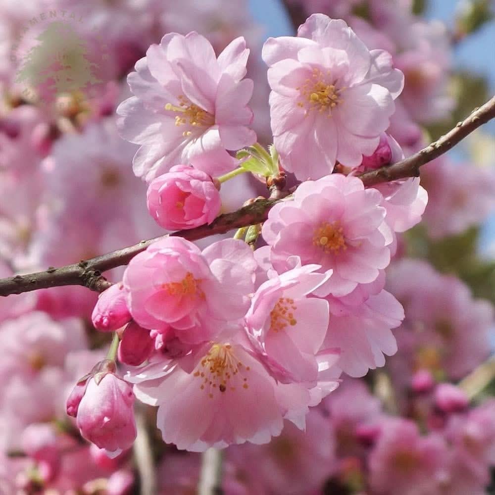 Dwarf Cherry Blossom Prunus serrulata flowering tree seeds for planting in indoor pots and patios