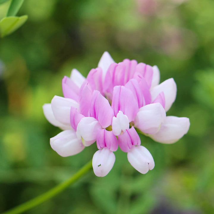Pink Coronilla Flower Seeds for Planting - 100 pcs