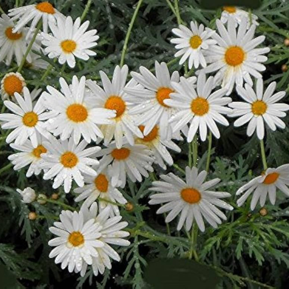 White Winged Flower Seeds for Planting - 100 pcs