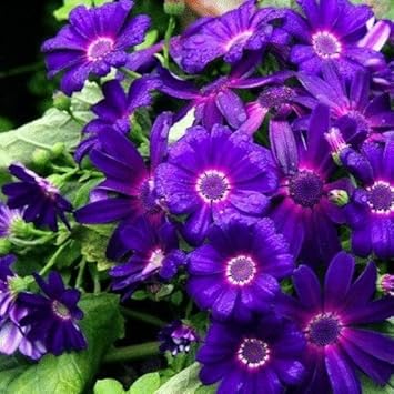 Mix Cineraria Flower - Heirloom, Non - Gmo Seeds