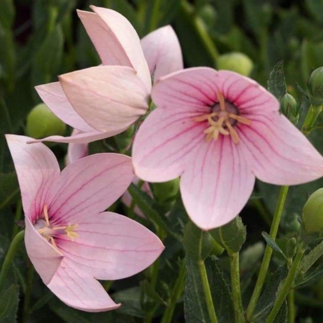 Pink Balloon Flower Seeds for Planting Platycodon Grandiflorus Rose Seeds