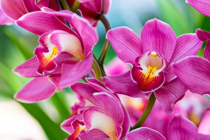 Pale Pink Phalaenopsis Orchid Seeds – Heirloom Non-GMO Flower Seeds for Planting
