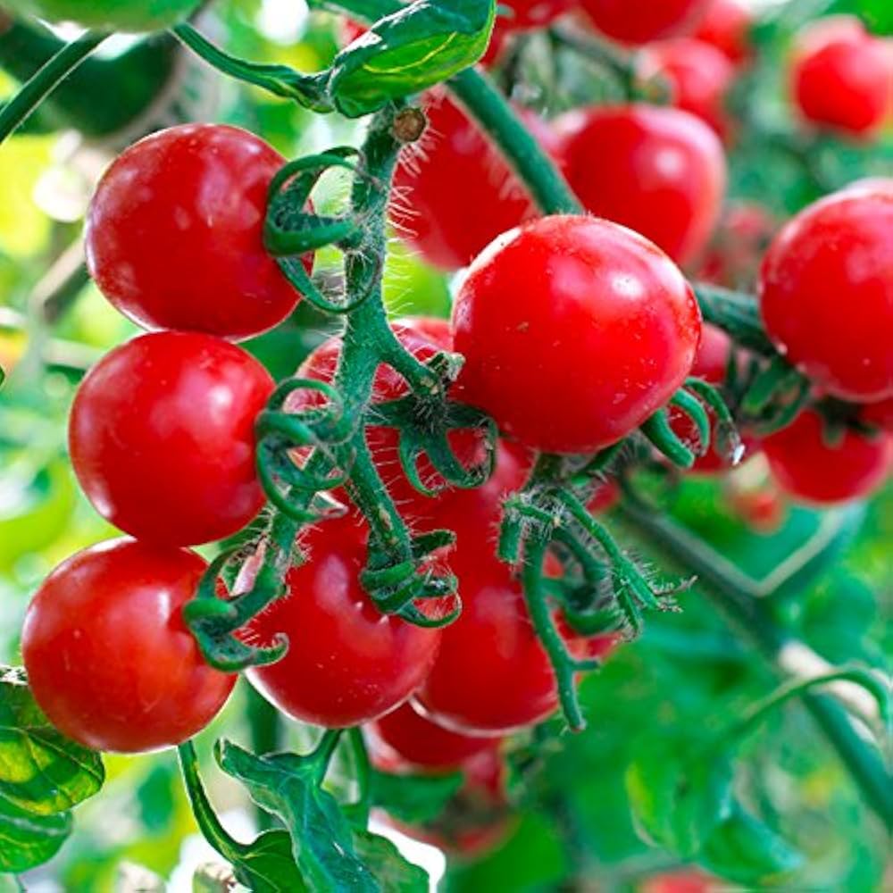 Multi Variety Tomato Seeds Solanum lycopersicum for Planting in Raised Beds and Home Garden